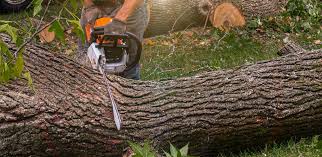 Best Tree Maintenance Programs  in San Manuel, AZ