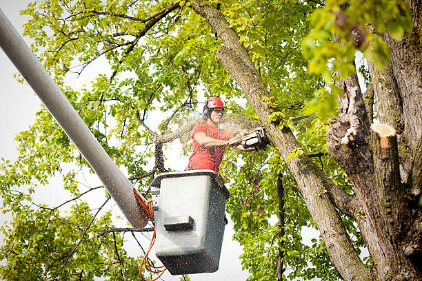 Best Tree Risk Assessment  in San Manuel, AZ